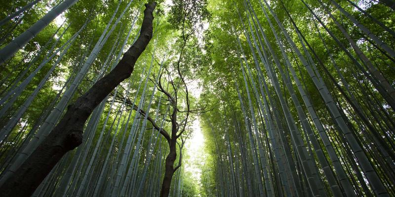 网络数据平面可编程的下一站：P4Runtime与gNMI/gNOI协同控制实战指南